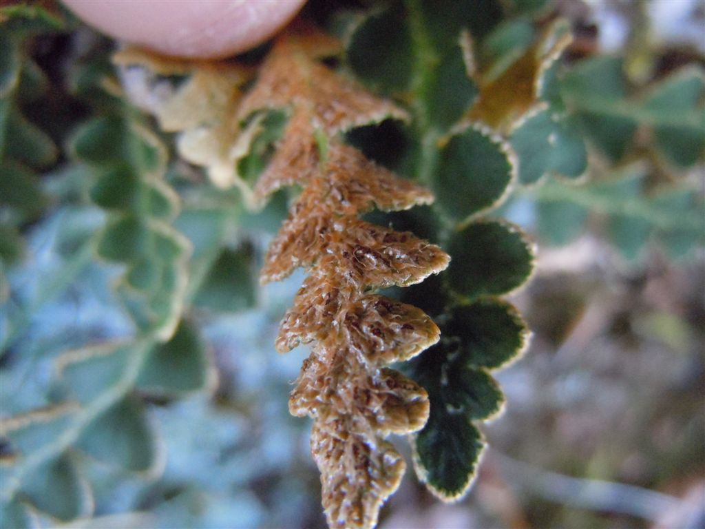 Colle Rotondo (AQ) : Asplenium ceterach